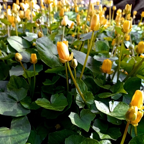 volkov в LOOKY. #цветы,#flowers,#природа. #цветы #flowers #при...