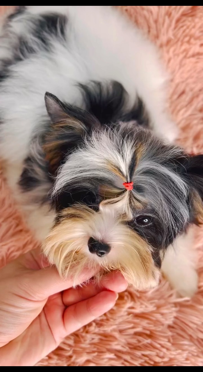 Цветные йорки Мальтипу в LOOKY. . Подпишись мой ТГ 💘 ...