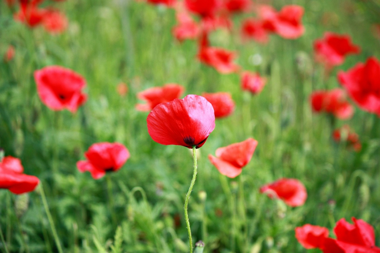 Mia insulo в LOOKY — фото 1