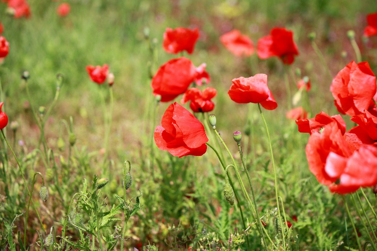 Mia insulo в LOOKY — фото 3