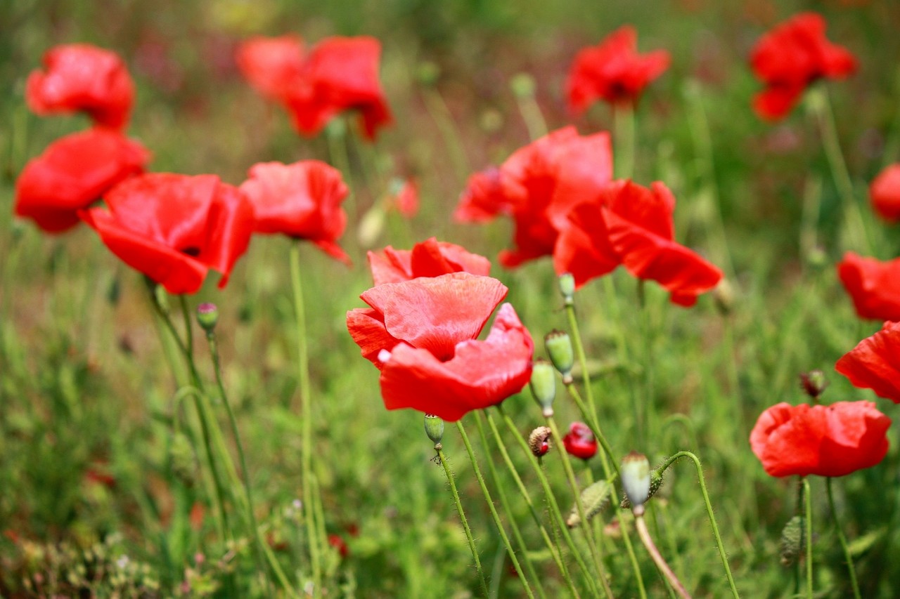 Mia insulo в LOOKY — фото 2