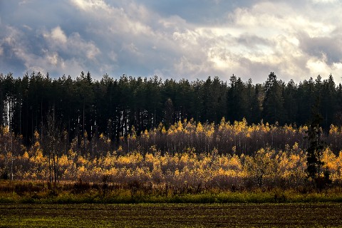 poboruev_landscape в LOOKY. #природа,#осень,#золотаяосень,#небо,#облака,#лес,#октябрь,#Подмосковье. Слоёный пирог с мёдо...