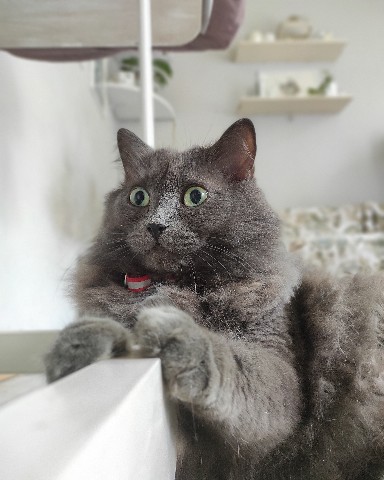 Юлия в LOOKY. . Мартин😺 [#кошки](ко...