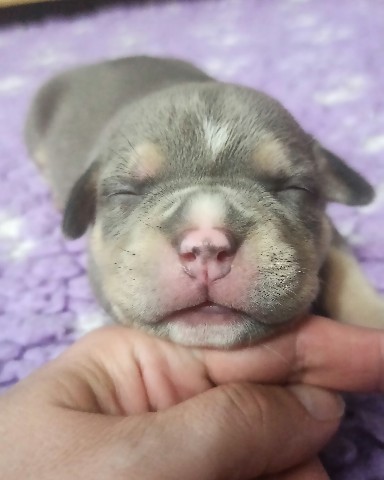 Uralskiy division в LOOKY. #bullypuppy#bullyrussia#uralskiydivision. Привет мир, нам 14 д...