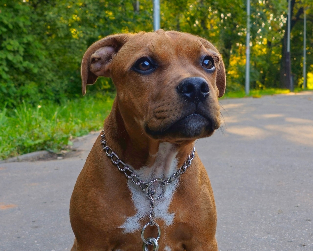 BuchTheStaffy in LOOKY