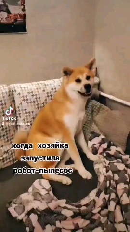 Габи в LOOKY. #акита,#акитаину,#габи_кузя,#акита_ину,#akita,#akitainu,#akita_inu,#japanakita,#akitaclub,#японскаяакита,#хатико,#собака,#dog. Ну вы поняли, как я ...