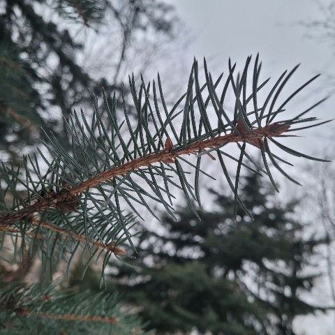 panaetovata в LOOKY. . Ну привет,looky ;) ....