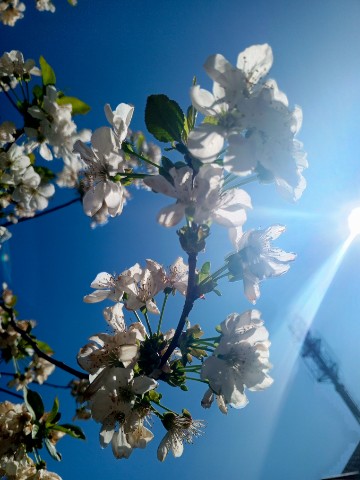 Looky_1677404374459 в LOOKY. . Как прекрасна весна ...