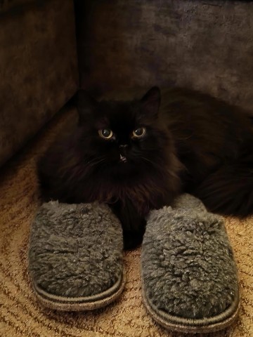 Dim Oldoak в LOOKY. #котики,#pets,#питомцы. Знакомтесь, царица е...
