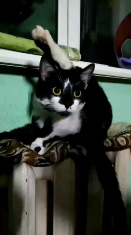 knopa.olga2 в LOOKY. #хоба,#кошатники,#кошка,#KnOpApYx,#котограм. Приветик друзья вот ...