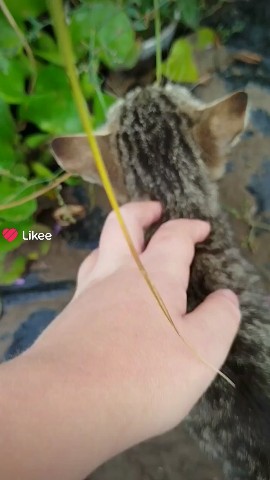 rosca211113 в LOOKY. . Котик#мило#домашнийп...