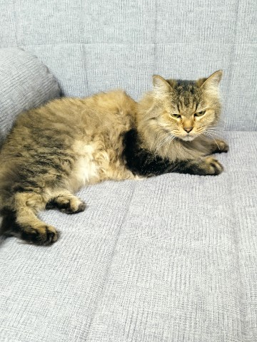 Виктория в LOOKY. #кот,#коты,#кошки,#домашниепитомцы,#котейка. Наш котик отдыхает😻...