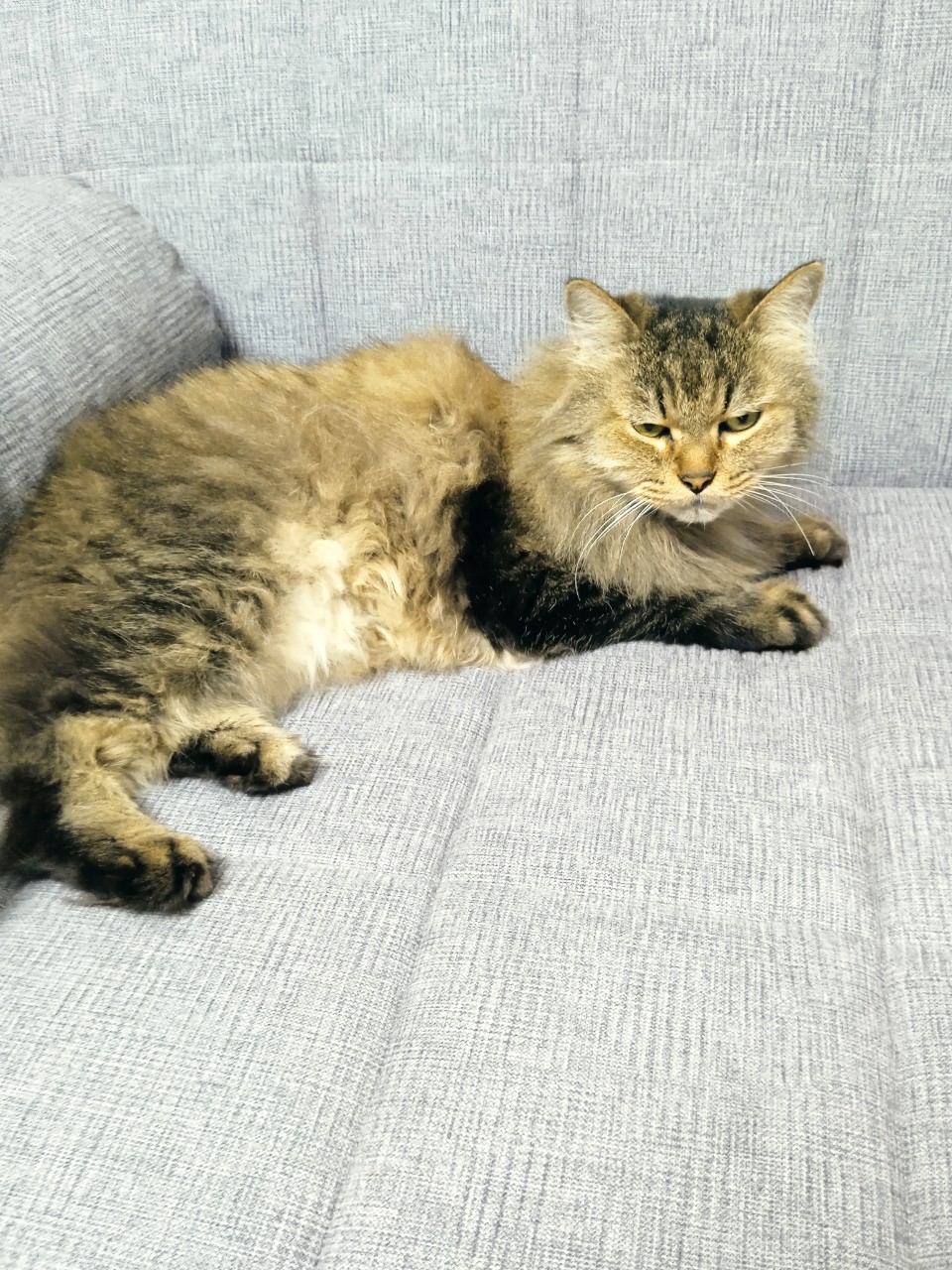 Виктория в LOOKY — Наш котик отдыхает😻🐈 #кот #коты #кошки #домашниепитомцы #к