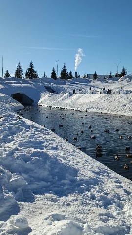 leninogorsk.life в LOOKY. . 