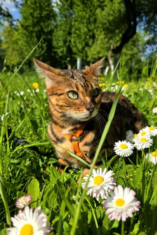 afina_zeus в LOOKY. #бенгальскаякошка,#бенгалы,#кошка,#коты,#кот,#мыизкотограма,#фотомомент,#моифото,#красивыекошки,#хвостатый_друг,#природа,#природапрекрасна,#наприроде,#пейзаж,#красивыеместа,#красивыекотики,#люблюкошек,#самыйлучшийдень,#looky,#looky_official,#looky_кошки,#looky_контент. Июнь, подожди, куда ...