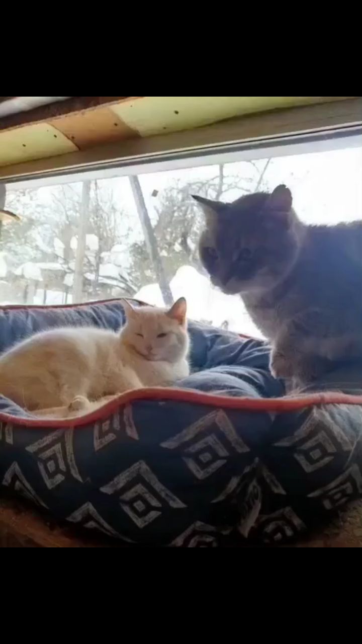 perederzhka_cat в LOOKY. . Такая жизнь...