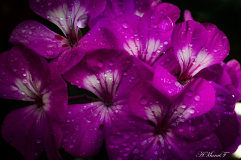 MaratAMF в LOOKY. #цветы,#макро,#macro,#canon760d. #цветы
#макро
#macro...
