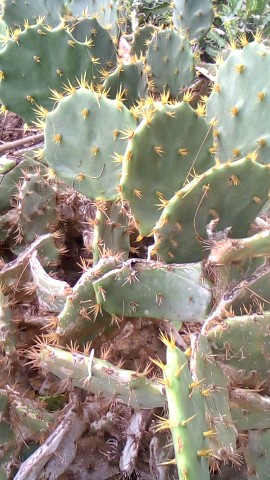 Earth Is Hard TV в LOOKY. . The cactus 🌵🌵 prec...