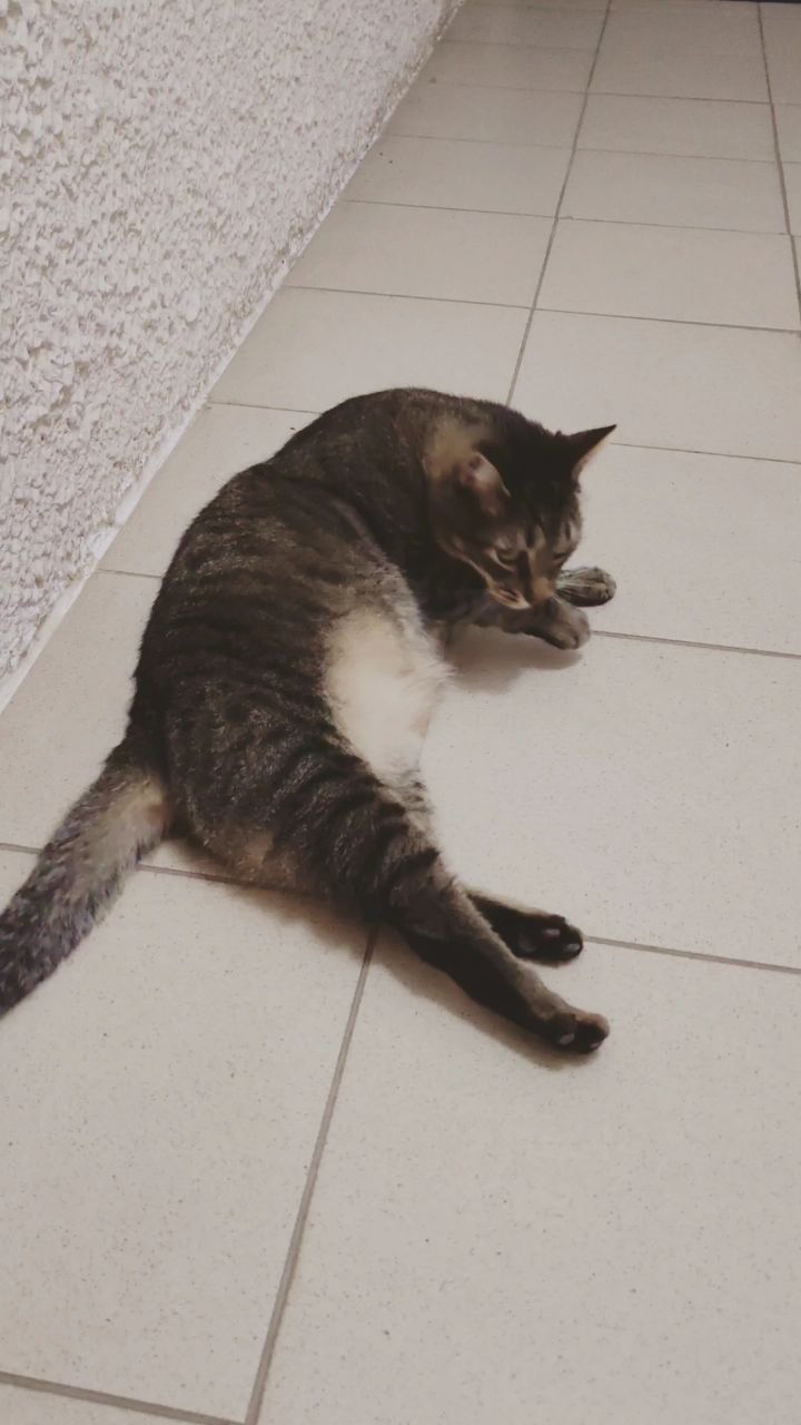 kitty в LOOKY — публикация