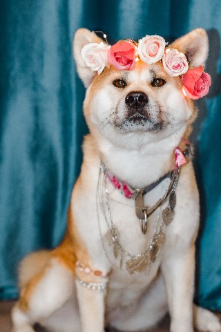 Габи в LOOKY. #акита,#акитаину,#габи_кузя,#акита_ину,#akita,#akitainu,#akita_inu,#japanakita,#akitaclub,#японскаяакита,#хатико,#собака,#dog. Милые девочки! С пра...