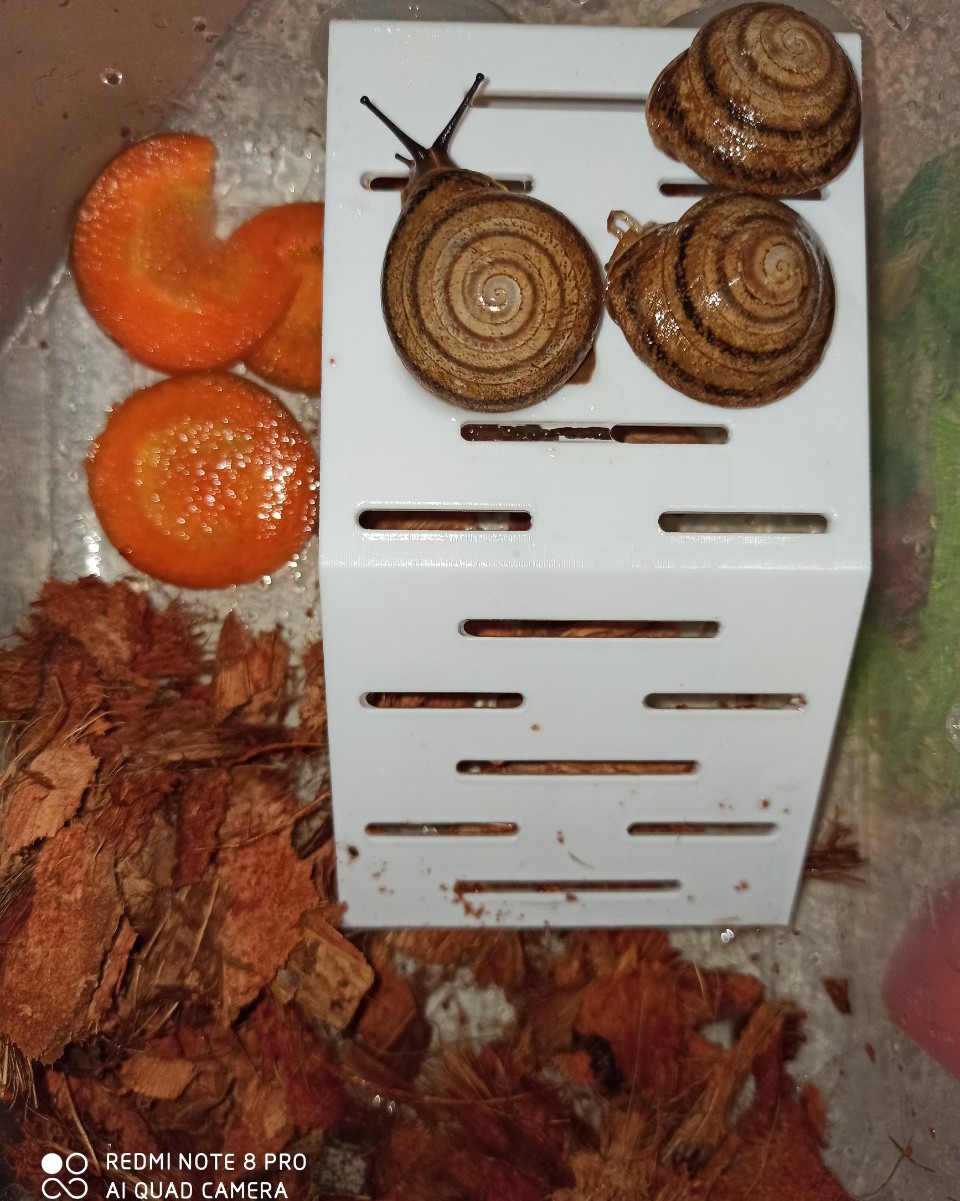 #улитки #ахатины #караколусы #виноградки