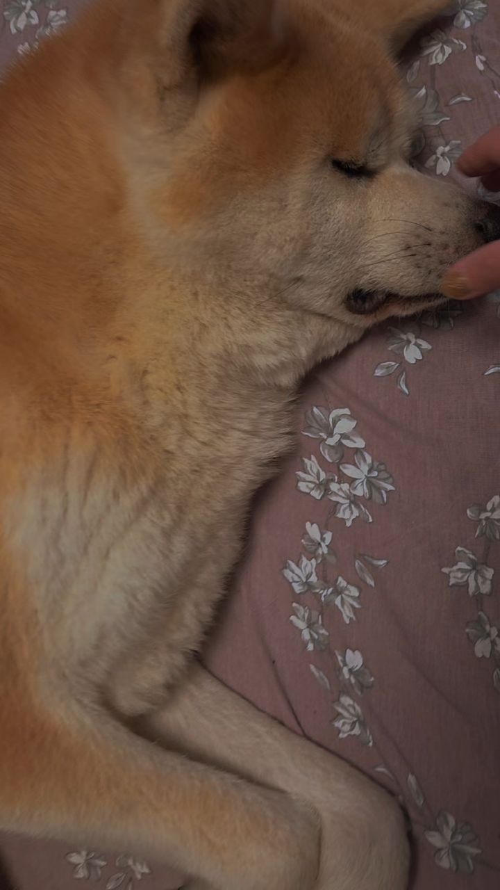 akita_inu__shiba_inu