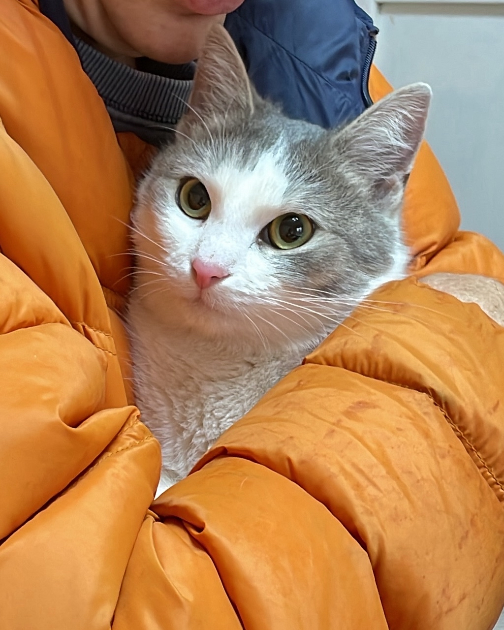 evgenia.rosl in LOOKY. #кошка. #кошка