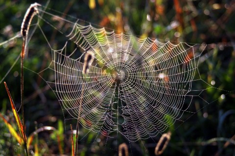 andreizelepukhin в LOOKY. #лес. #лес [#природа ](при...