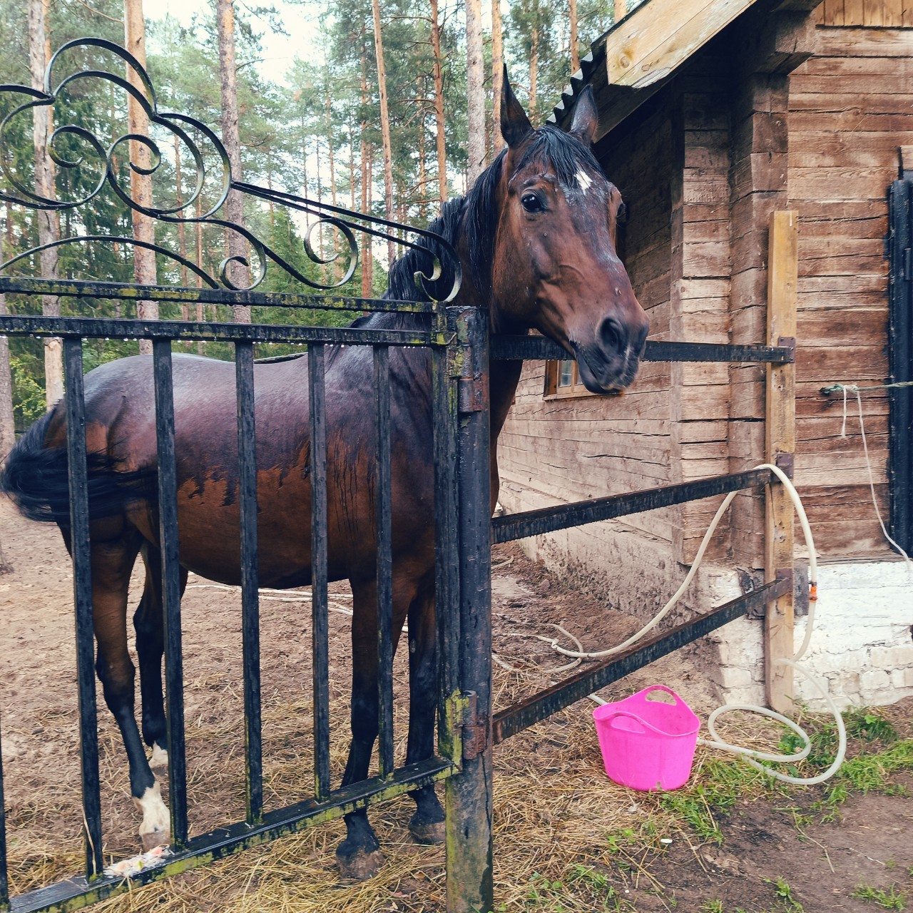 Little_bu в LOOKY — Особая стать у лошадей
[#красота ](красота)[#природа ](приро