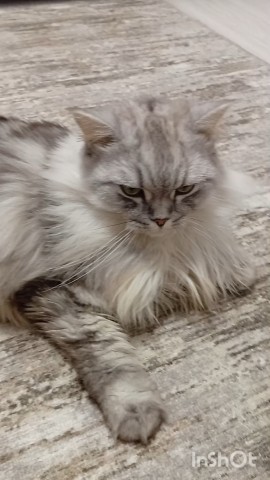 darenka_little в LOOKY. . Ночные почесушки
#пи...