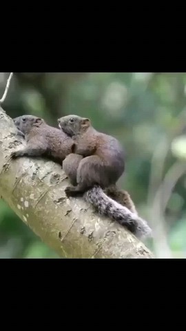 INSIDE-WILDLIFES в LOOKY. . https://youtube.com/...