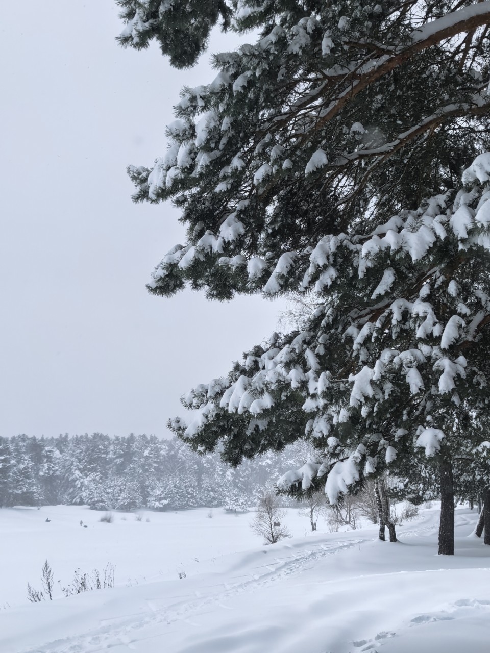Юрий Эл в LOOKY. . Финальный снежный по...