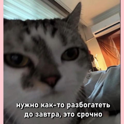 ira_shum в LOOKY. #иравместосториз,#юмор,#сарказм. #иравместосториз #юм...