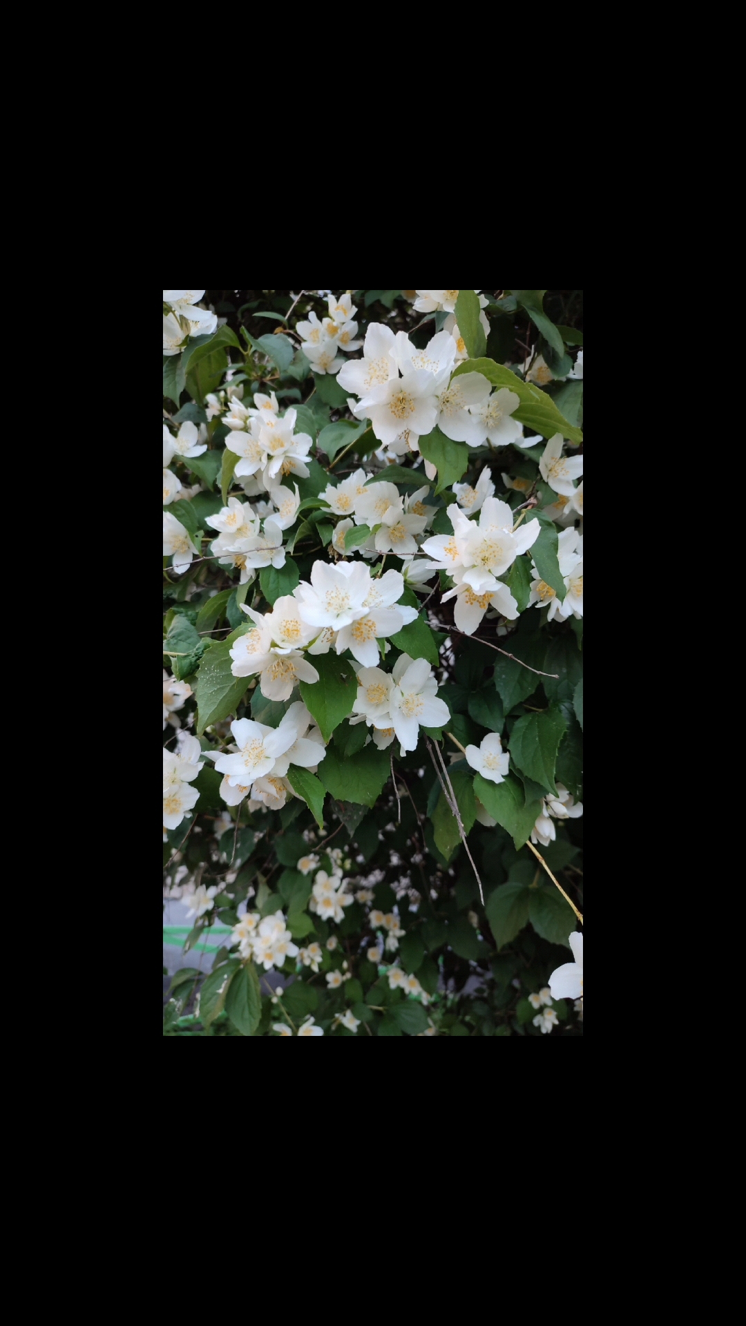 gostinnaknitting в LOOKY. . 