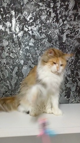 kot72_maine_coon в LOOKY. . 