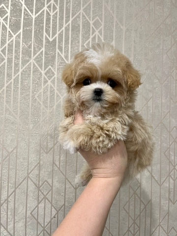 maltipoo_moscow_spb в LOOKY. . Лонни , Анис и Рим �...