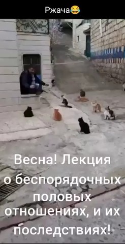 Looky_174357149477092 в LOOKY. #весна,#обострение,#отношения,#коты. Лекция #весна #обост...
