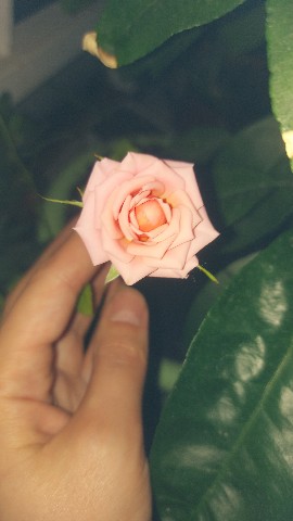 yanzi в LOOKY. #роза,#цветы,#букет,#розы,#букетцветов,#подарок,#flowers,#rose,#лето,#ручнаяработа,#тюльпаны,#шоколад,#buketkitkat,#апа,#атаапа,#бейишимапам,#букетшоколод,#букты,#гулдор,#жанымапам,#кийизденгул,#киндерсюрприз,#лентадангул,#мишка,#природа,#цветок,#цветочки,#красота,#любовь,#лето2023. #роза #цветы #букет ...