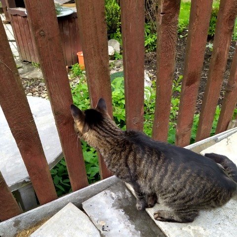 Looky_172915933227128 в LOOKY. #кот,#просто_кузя,#лето,#дача,#котик. Иногда я бываю очень...