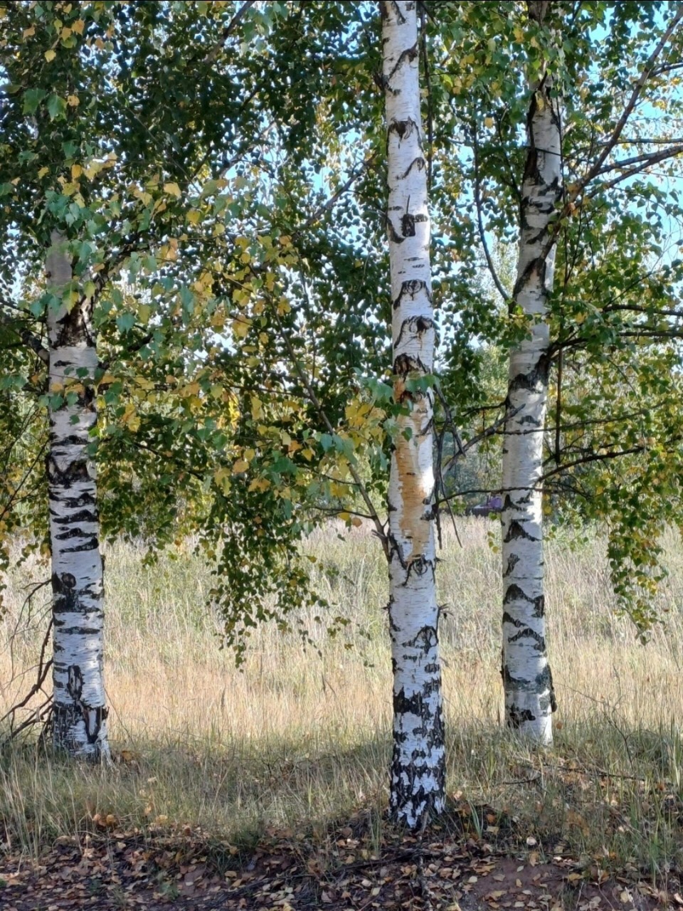 юля кузнецова в LOOKY — фото 10