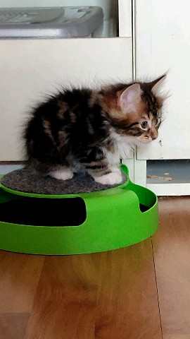 gardemarincat в LOOKY. #котята. Растут котята) [#кур...