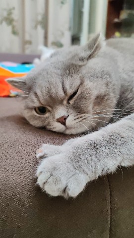 AleksWu в LOOKY. . [#cat](cat) 