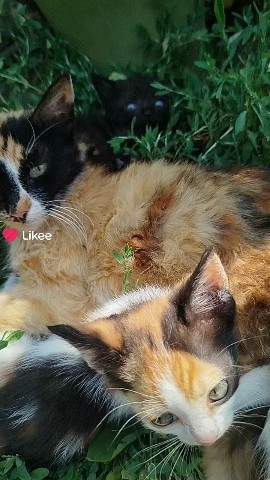  в LOOKY — Котики#мило#домашнийпитомец