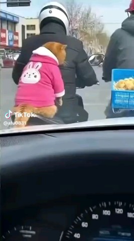 Dickson в LOOKY. . Funny 😁 cat