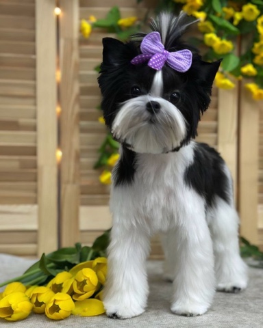 Цветные Йорки Little Favorite в LOOKY. . Выпускница🥰фото-при...