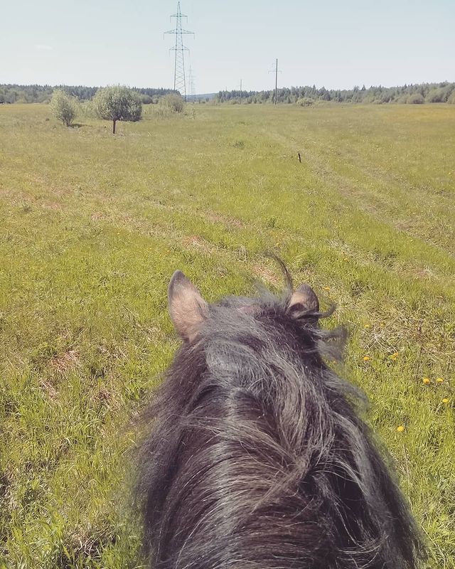 victoriaserbul_horse в LOOKY. #instagramhorses,#instagram,#horse,#horselove,#horselife,#horsecitation,#citation,#инстаграмлошади,#инстаграм,#Лошади,#Лошадижизнь,#лошадилюбовь,#лошадицитаты,#цитаты. Настоящее великодуши...