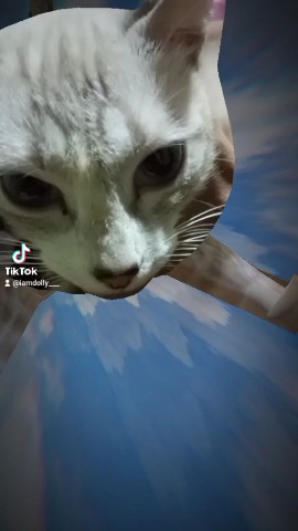 Dollyandfriends в LOOKY. #cats,#lookycats. Happy sunday
[#tikto...