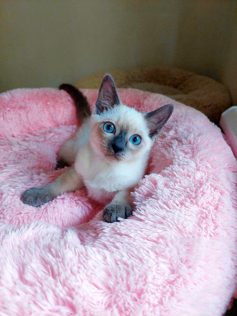 azure_glory_cattery в LOOKY — фото 3