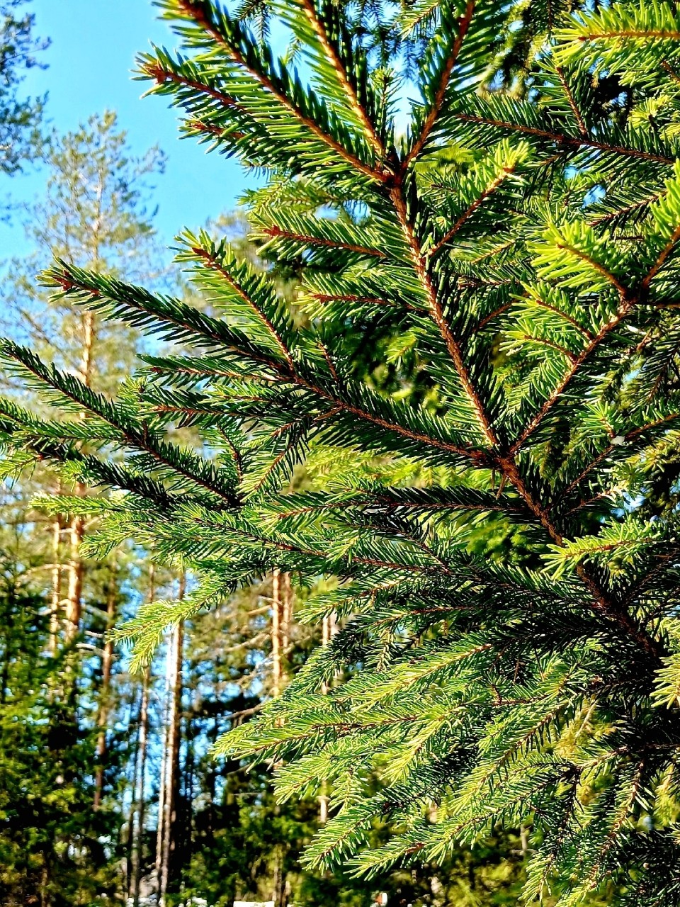 Виктор в LOOKY — фото 1