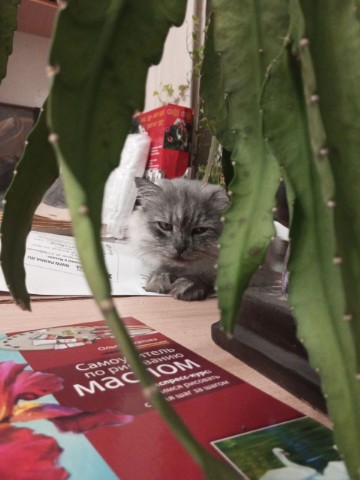 От холста до упряжи в LOOKY. . 